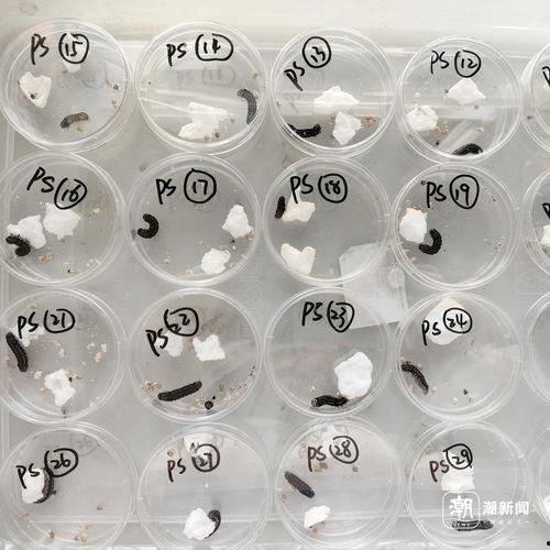 国产冒白浆,揭秘传统工艺与现代创新的完美融合